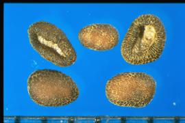  Collinsia heterophylla.  Seeds with a hilum scar that is sunken in the center of the lateral side with rounded margins.