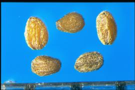  Mimulus  sp. Seeds that are wrinkled with some wrinkles arranged longitudinally. 