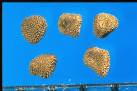  Browallia  sp. Seeds are covered with small tubercles. 
