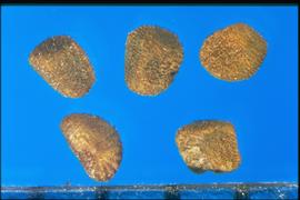  Salpiglossis sinuata.  True seeds with occasional rows of granular ribs that radiate out from the hilum.