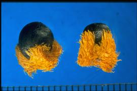  Strelitzia reginae.  True seeds with a filamentous, yellow aril that is attached to the seed base. 
