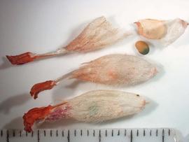  Anthyllis vulneraria.  Fruits with the perianth still attached and the seed. Photo by Keith E. Clancy, USDA-APHIS-PPQ.