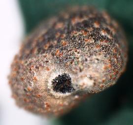  Hibiscus trionum.  Edge view of seed showing hilar region. Photo by Rodney Young, USDA-APHIS-PPQ.