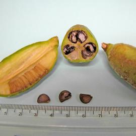  Yucca  sp. Longitudinal and cross section of fruit, showing mesocarp and seeds. Wedge-shaped true seed. Photo byNorma Diaz, USDA APHIS PPQ