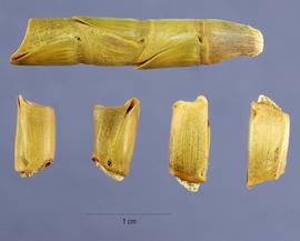  Tripsacum dactyloides.  Lateral view of spikelet. Photo by Steve Hurst, USDA-NRCS