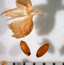  Beckmannia syzigachne.  Caryopses and spikelet tissue. Photo by Anna Margina, USDA-APHIS-PPQ.