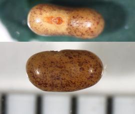  Alysicarpus vaginalis . Edge view (top) with hilar region visible; face view (bottom). Photo by Ana Margina, USDA-APHIS-PPQ.