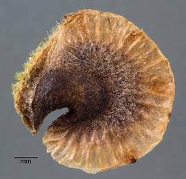  Alcea rosea . Face of the mericarp. Photo courtesy of USDA-APHIS-PPQ.