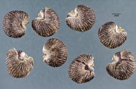  Lavatera trimestris.  Mericarps, with true seeds partially exposed. Photo courtesy of USDA-APHIS-PPQ.