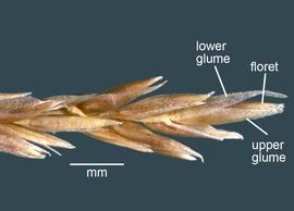  Agrostis gigantea.  Inflorescence tip. Photo courtesy of USDA-APHIS-PPQ.