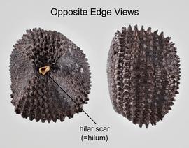  Agrostemma githago . Multiple views of seed. Photo courtesy of USDA-APHIS-PPQ.