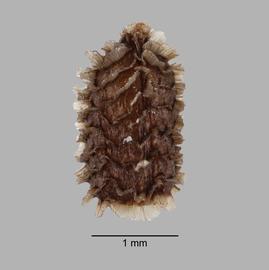  Consolida ajacis.  Lateral view of seed. Looking down on a seed ridge. Photo courtesy of USDA-APHIS-PPQ.