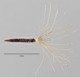  Chromolaena odorata.  Cypsela, showing flat face. Photo by Lindsey Seastone, Colorado State University