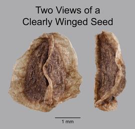  Delphinium elatum.  Multiple views of the seed. Photo courtesy of USDA-APHIS-PPQ.