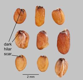  Erysimum cheiri.  Multiple views of seed. Photo courtesy of USDA-APHIS-PPQ.