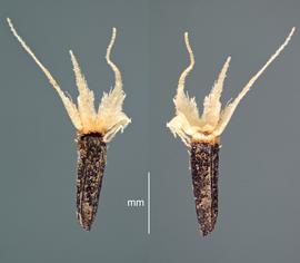  Ageratum houstonianum.  Opposite sides of the same fruit. Two of the five pappus scales have been removed. Photo courtesy of USDA-APHIS-PPQ.