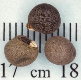  Abelmoschus esculentus.  Photo by Norma Diaz, USDA-APHIS-PPQ.