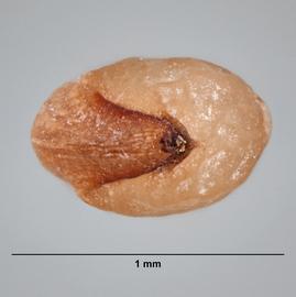  Cleretum bellidiforme.  Basal view of seed. Hilum visible. Photo by Madeline Maher, USDA-APHIS-PPQ.