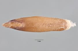 Aegilops triuncialis . Caryopsis, with embryo visible.  Photo by Madeline Maher, USDA-APHIS-PPQ.