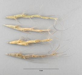  Aegilops triuncialis . Lateral view of inflorescence / infructescence. Photo by Madeline Maher, USDA-APHIS-PPQ.