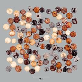  Chenopodium quinoa . Multiple views of fruit.  Seeds and utricles, with widely-varying pericarp color and testa color. Photo by Madeline Maher, USDA-APHIS-PPQ.