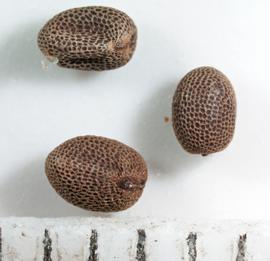  Geranium dissectum.  Seeds (true seeds) with pericarp removed. Photo by Keith E. Clancy, USDA-APHIS-PPQ.