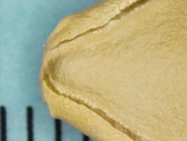  Cucurbita pepo.  Close up view of seed. Broad wrinkled groove following the margin. Photo by Norma Diaz, USDA-APHIS-PPQ.
