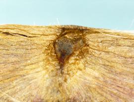  Chilopsis linearis.  Hilum. Photo by Norma Diaz, USDA-APHIS-PPQ.