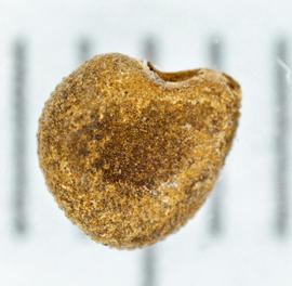  Anoda cristata . Face view of seed. Photo by Norma Diaz, USDA-APHIS-PPQ.