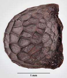  Argemone albiflora.  Lateral view of seed. Photo by Lindsey Seastone, USDA-APHIS-PPQ.