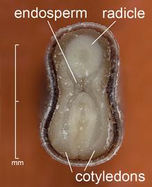  Abutilon theophrasti.   Dissection, cross view of embryo. Photo courtesy of USDA-APHIS-PPQ.