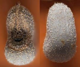  Abutilon theophrasti.   Marginal view of a seed, showing hilar notch (left) and opposite side (right). Maximum seed thickness is 1.9 mm. Photo courtesy of USDA-APHIS-PPQ.