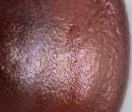  Amaranthus palmeri.  Close up of seed surface. Photo courtesy of USDA-APHIS-PPQ.