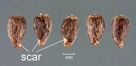  Centaurea calcitrapa.  Fruits aligned with the stylar end at the top. Photo courtesy of USDA-APHIS-PPQ.