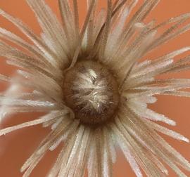  Centaurea melitensis.  Looking into the center of the outer pappus whorls to see the innermost whorl covering the stylar remains. Photo courtesy of USDA-APHIS-PPQ.