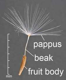  Chondrilla juncea . Lateral view of fruit.  Photo courtesy of USDA-APHIS-PPQ.
