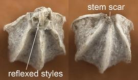  Conium maculatum . Multiple views of fruit. Looking down on the apical (left) and basal (right) ends of the mericarp. Adaxial side at top. Photo courtesy of USDA-APHIS-PPQ.