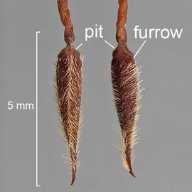  Erodium cicutarium  Lateral view of fruit. Lateral views of two mericarp bodies showing the glabrous furrow below the pits. Photo courtesy of USDA-APHIS-PPQ.