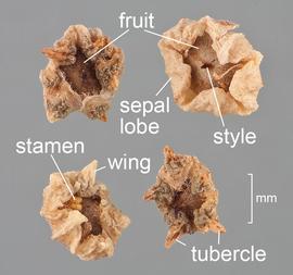  Bassia scoparia.  Apical view of fruit. Two disseminules with tubercles, two with wings. Photo courtesy of USDA-APHIS-PPQ.