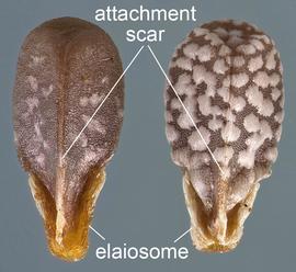  Lamium amplexicaule . Ventral view of two nutlets. Elaiosome at bottom. Photo courtesy of USDA-APHIS-PPQ.