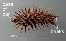  Xanthium strumarium.  Burr with several involucre, hooked spines and a pair of beaks. Photo courtesy of USDA-APHIS-PPQ.