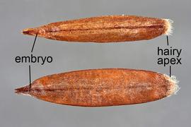  Bromus inermis  ssp.  inermis.  Dorsal view of two caryopses showing the longitudinal groove. Photo courtesy of USDA-APHIS-PPQ.