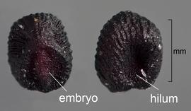  Eleusine indica . Multiple views of seed. Seed in dorsal (left) and ventral (right) views. Photo courtesy of USDA-APHIS-PPQ.