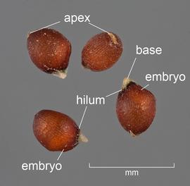  Eragrostis cilianensis.  Lateral view of fruit. The caryopses naturally rest on their sides since they are laterally compressed. Photo courtesy of USDA-APHIS-PPQ.