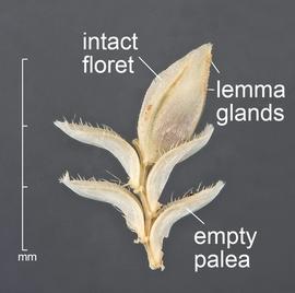  Eragrostis cilianensis . Lateral view of spikelet. Remnant of the top of a spikelet. Note long cilia on palea veins. Photo courtesy of USDA-APHIS-PPQ.