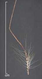  Cenchrus setaceus.  Close-up of a plumose bristle. Photo courtesy of USDA-APHIS-PPQ.