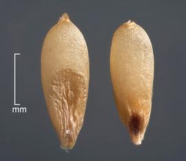  Cenchrus setaceus.  Caryopses in dorsal view (left) showing embryo and in ventral view (right) showing hilum. Photo courtesy of USDA-APHIS-PPQ.