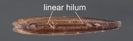  Vulpia microstachys.  Linear hilum. Photo courtesy of USDA-APHIS-PPQ.