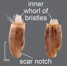  Centaurea solstitialis . Lateral view of fruit.  Pappus fruits with outer bristles removed to show the inner whorl. Photo courtesy of USDA-APHIS-PPQ.