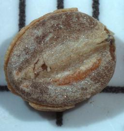  Coriandrum sativum.  Ventral/adaxial view. Seed in mericarp shell. Photo by Ana Margina, USDA-APHIS-PPQ.